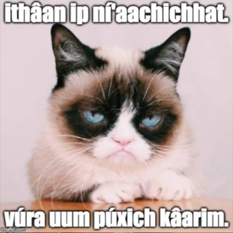 Cat meme with words from a different language on them